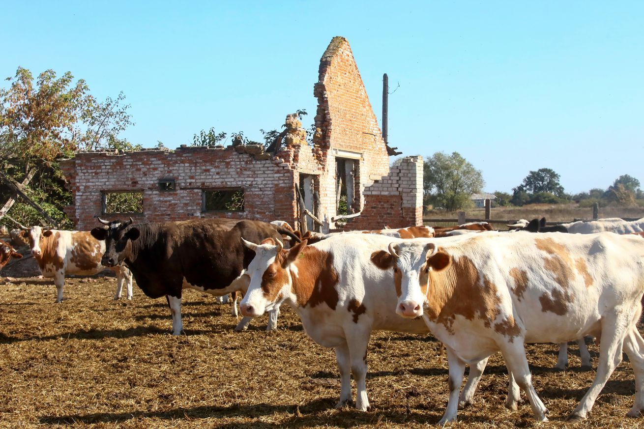 Farm in Chernihiv Region