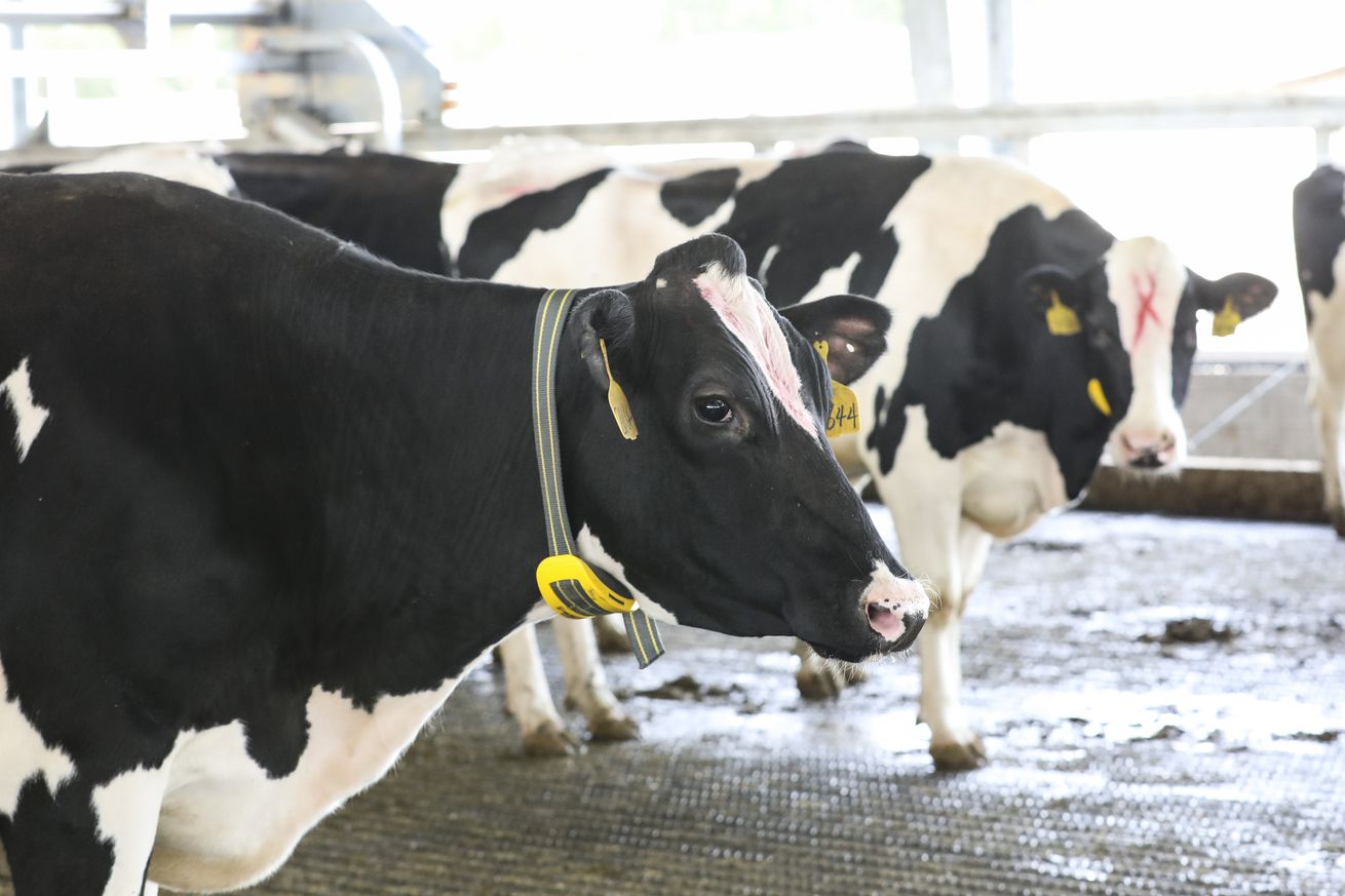 Dairy Farm in Huai ‘an