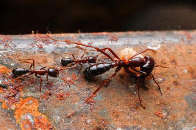 Organic Compost from Black Soldier Flies in Kenya